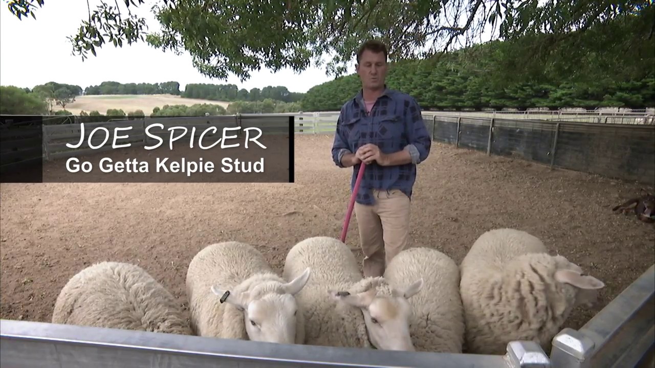 Kelpie Training with Joe Spicer GoGetta Kelpie Stud