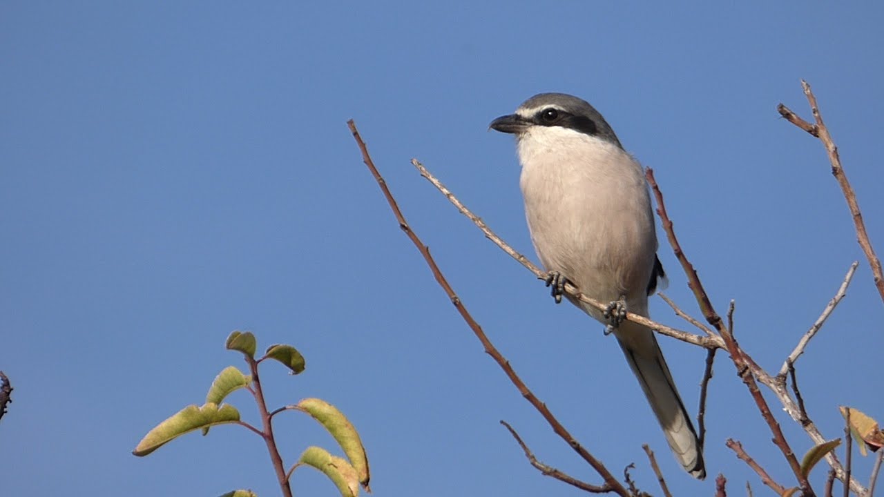 Alcaudón real emitiendo sonidos,   sound  Southern grey shrike  (Lanius meridionalis)  HD
