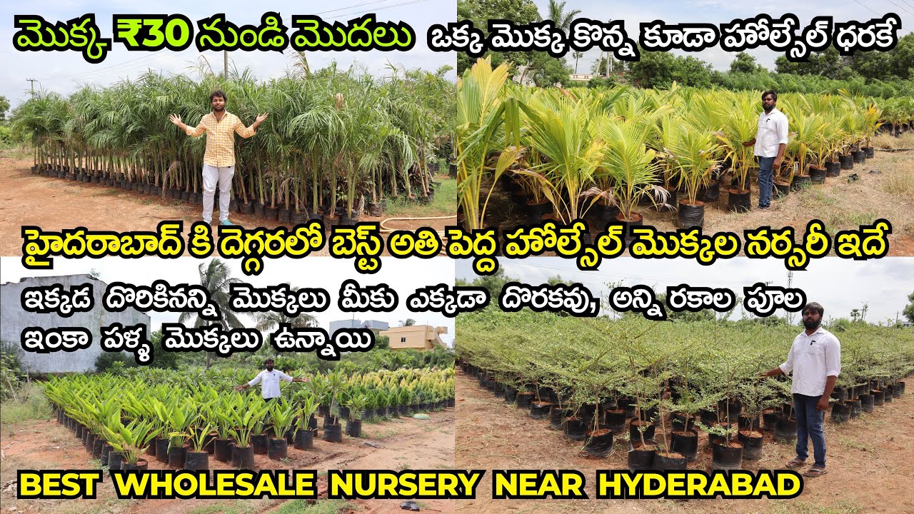 Best Biggest Wholesale Nursery Near Hyderabad, Buy Fruit, Flower, Show Plants Under Low Prices