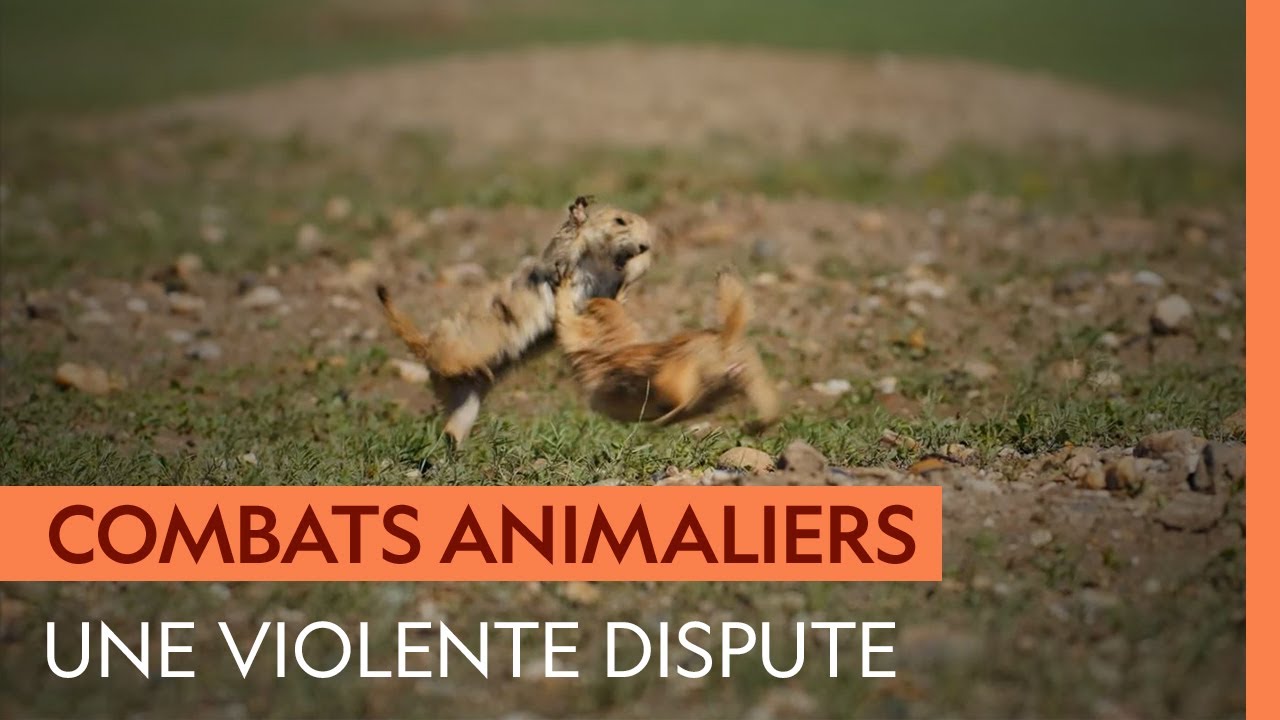 Cette querelle entre chiens de prairie est aussi cocasse que violente