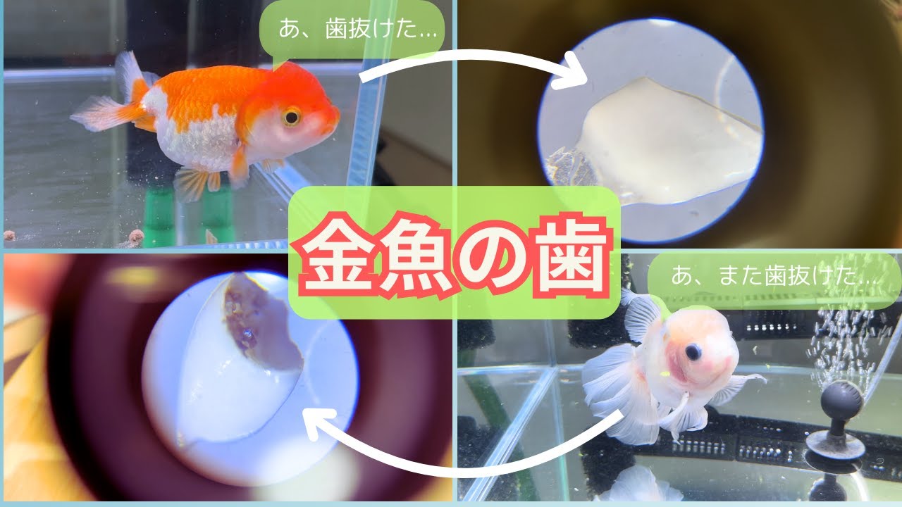 金魚の落とし物を発見。