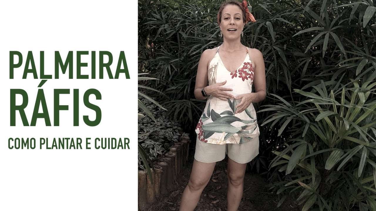 Como cuidar de PALMEIRA RÁFIA, fazer MUDA e PLANTAR em VASO