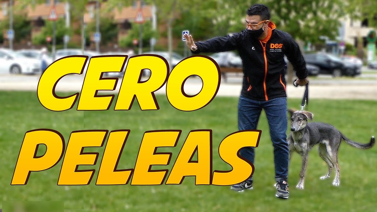 Cómo evitar Peleas con otros Perros 😱 | Paseo con Correa 🐶