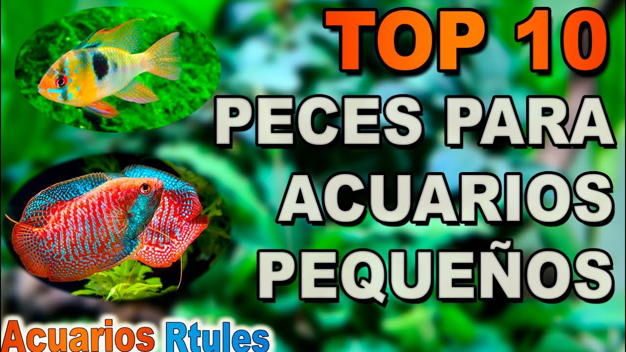 TOP 10 peces para acuarios pequeños 🐠🌱(entre 15 y 50 litros)