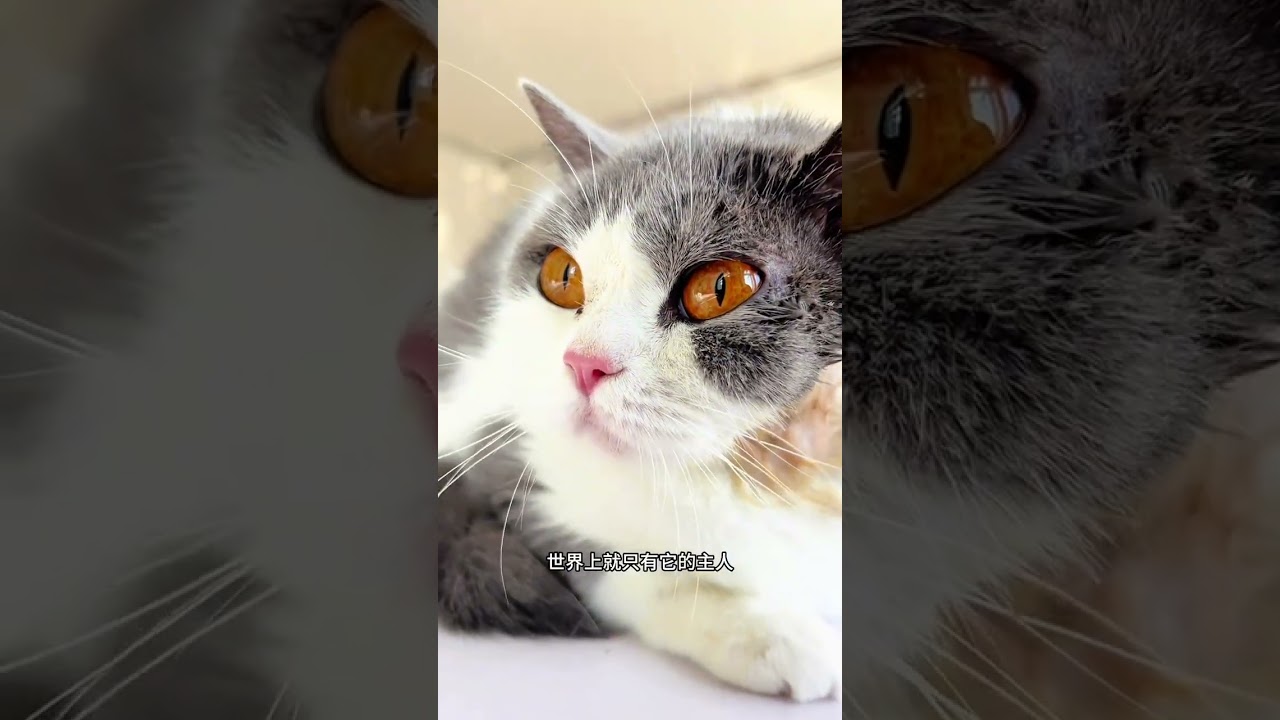 Raising a Feline Friend: Love or Let Go