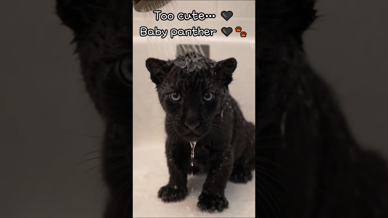 Too cute… 🖤 Baby panther bath time 💦🛁