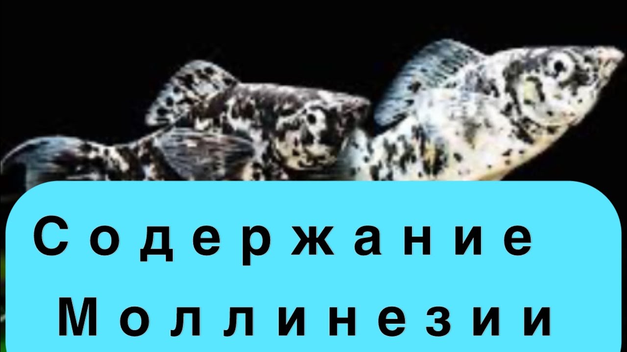 Моллинезия ☝🏼содержание, половое различие роды и переносимость соли ‼️