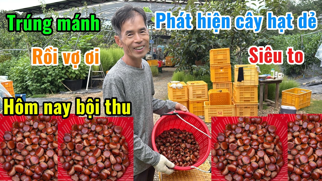 [113] hôm nay hai vợ chồng 🇻🇳🇰🇷tiếp tục lên rừng để lụm hạt dẻ 🌰 