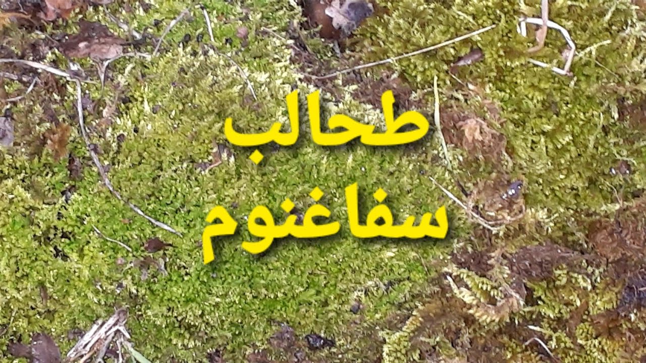 شاهد هذا الكنز الزراعي المدهش ، طحالب سفاغنوم  sphagnum moss