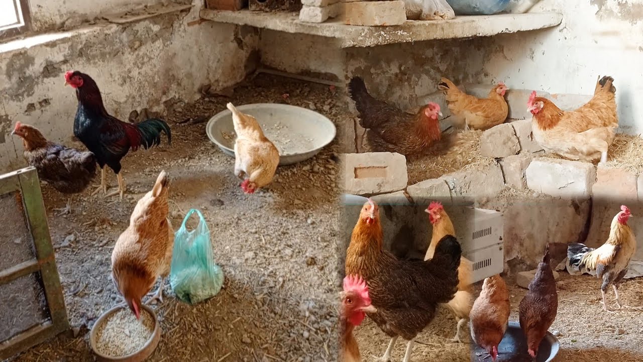 Beautiful Hen's 🐔