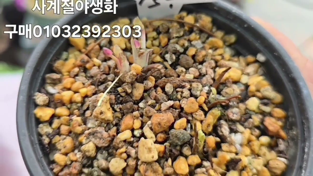 사계절야생화 구매01032392303# 아이노간사시.깽깽이풀.솜털휴케라.사계바람꽃.흑동이.러넌큐러스.후르겐스.보탄이치게.짜보돌담풍