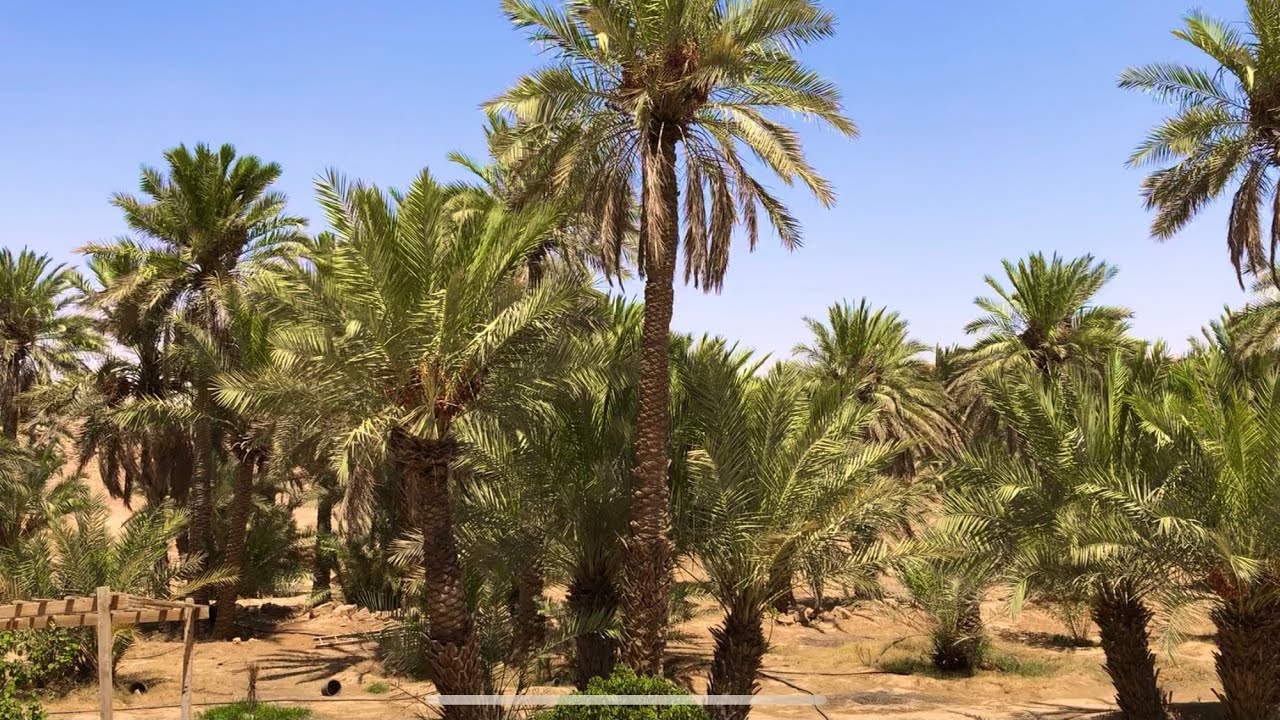 رحلة إلى مزرعة في سدير 19-1-1443