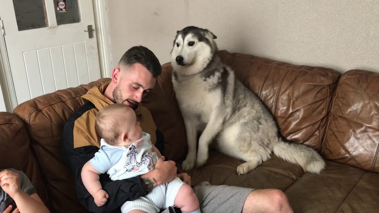 I think my husky is more of a baby than my baby!