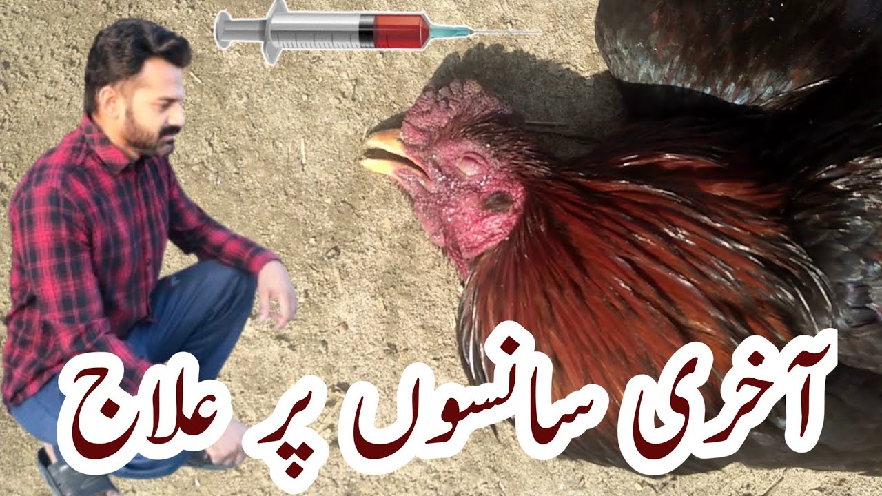 Aseel murga ki bimari ka ilja | aseel murga bemaar ho gya ilaj kese kren | murgi ki bemari ka ilaj