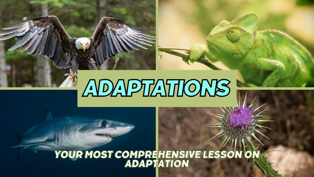 Adaptation in Biology: Definition & Types - Colouration, Structural, and Behavioral