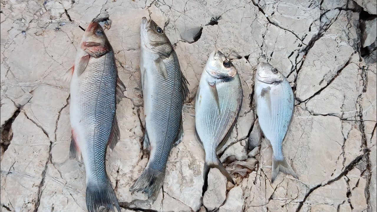 εγγλεζικο ψαρεμα για λαβρακια ,κάποια χρήσιμα  τσιπούρες. easy way to catch sea bass (match fishing)