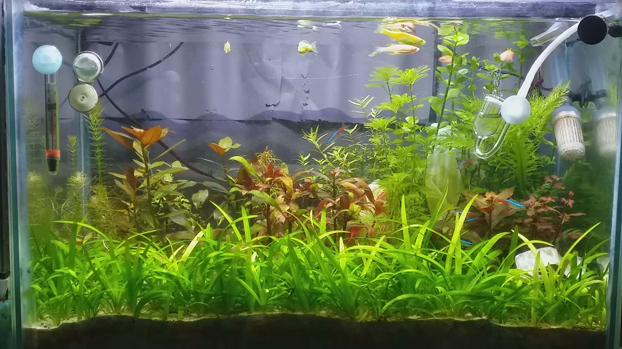 HiTauing aquarium extendable led light