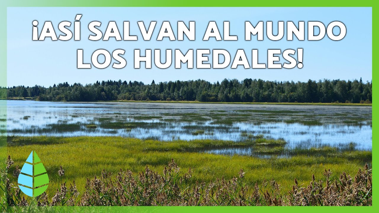 HUMEDALES: Qu&eacute; son e importancia 🌊🌱 | Descubre estos ECOSISTEMAS clave para el medio ambiente