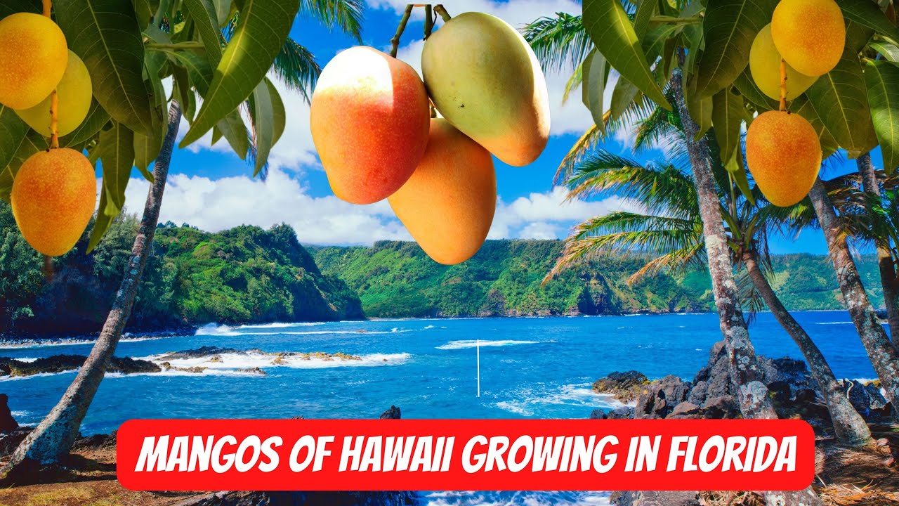 Mangos Of Hawaii That Grow In Florida
