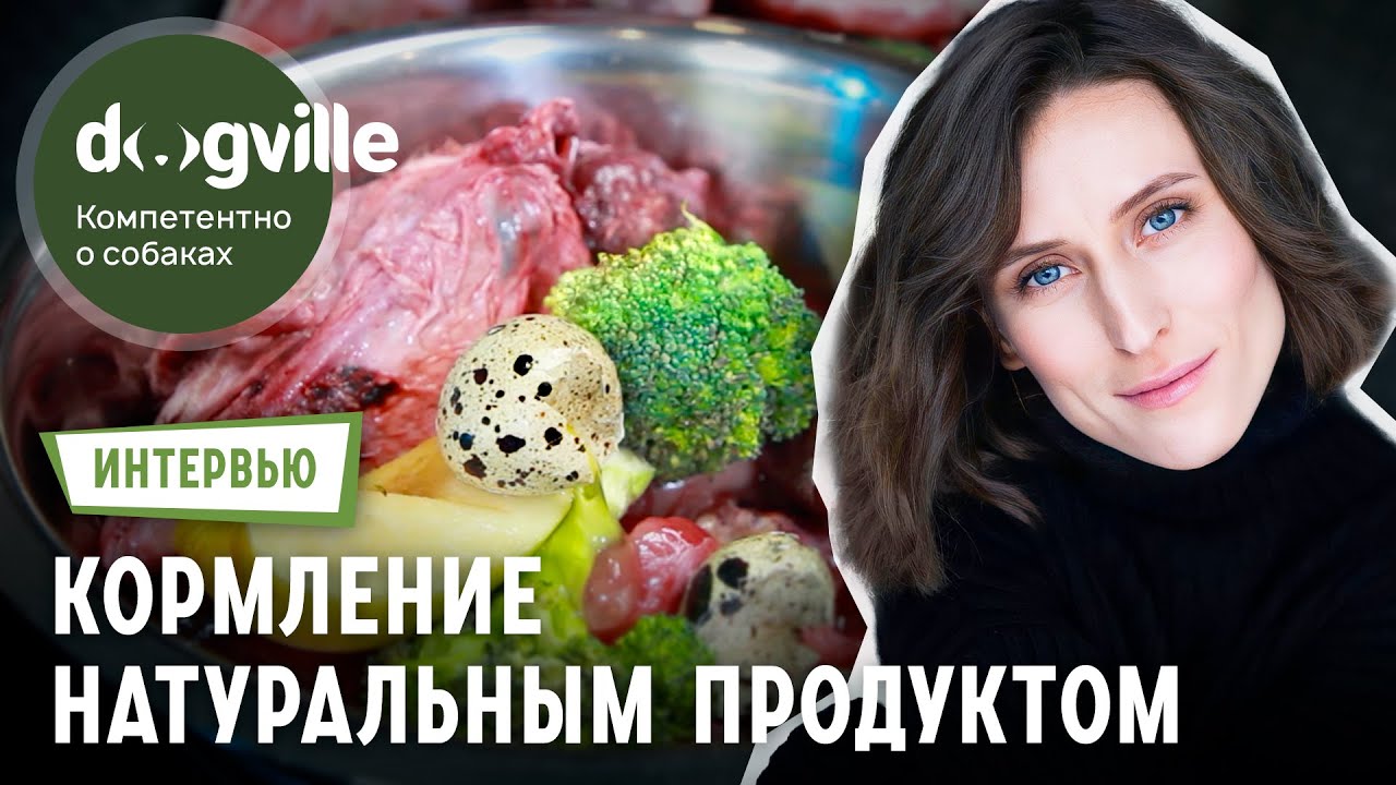 Натуральное кормление собаки – Интервью с владелицей Лабрадоров