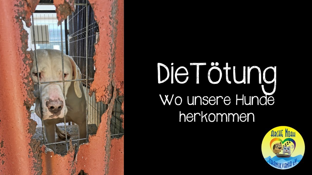 💔 |Die T&Ouml;TUNG - wo unsere Hunde herkommen| 💔