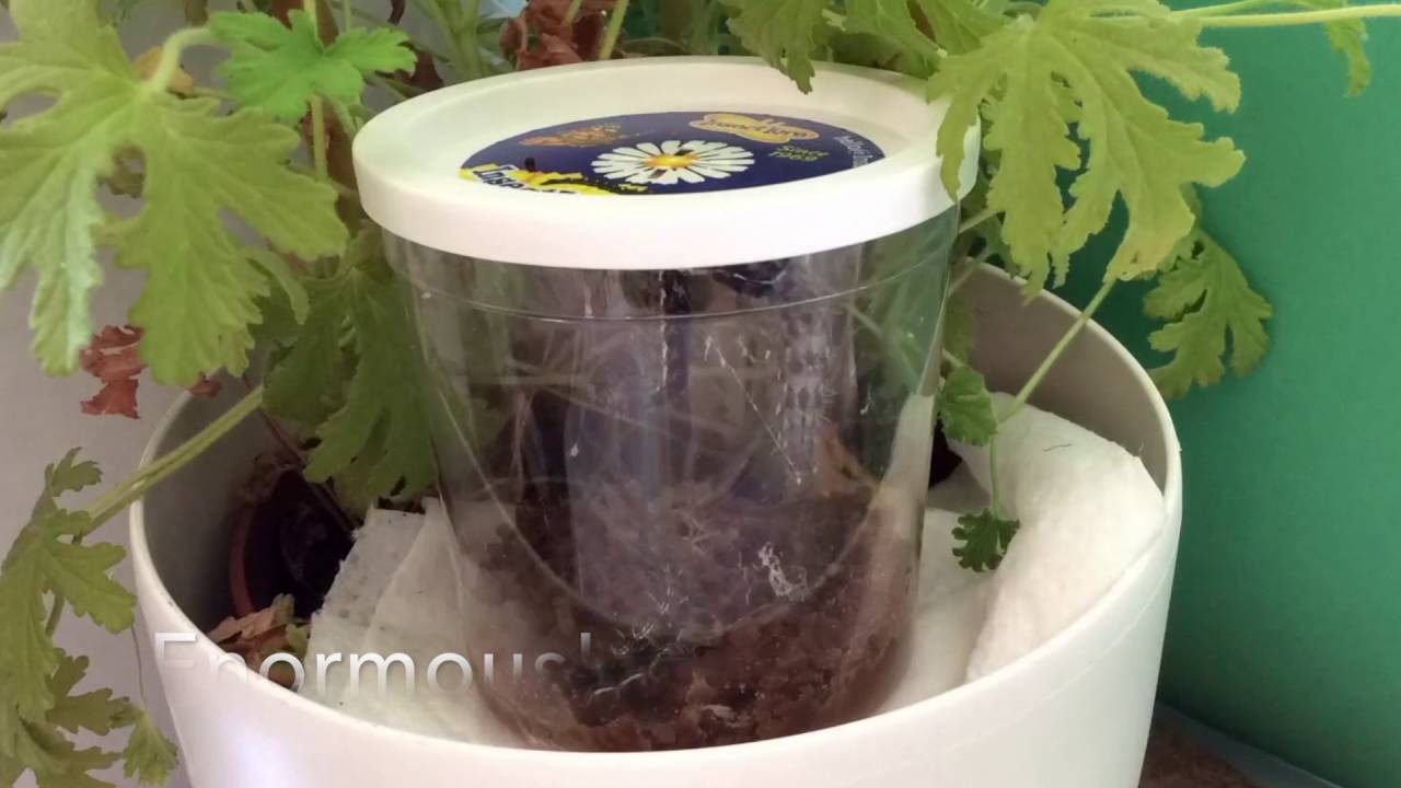 Time-lapse of our caterpillars from Insect Lore