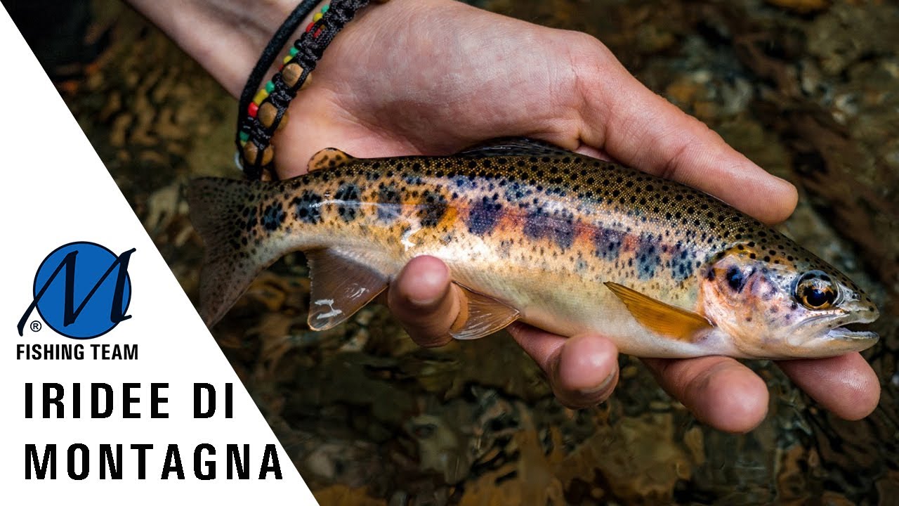 A pesca delle trote iridee selvatiche di montagna!!!