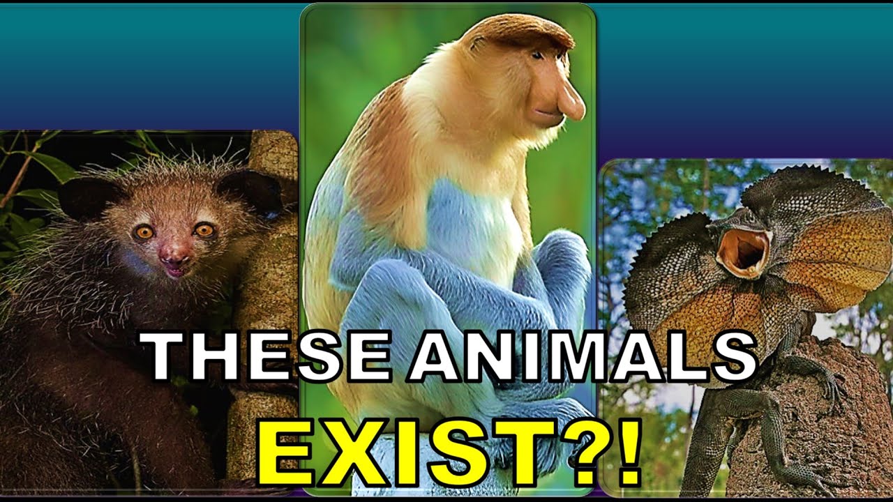 20 Unique Animals You Won’t Believe Actually Exist 👀🌍🐾