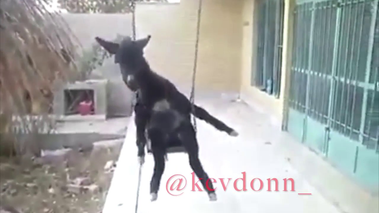 FUNNYY JAMAICAN/TORONTO SLANG ANIMAL VOICEOVERR!!