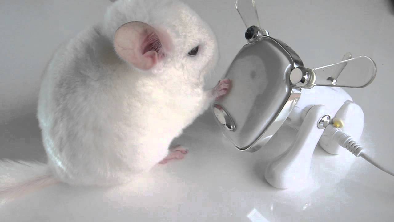 Chinchilla vs Dog... iDog!