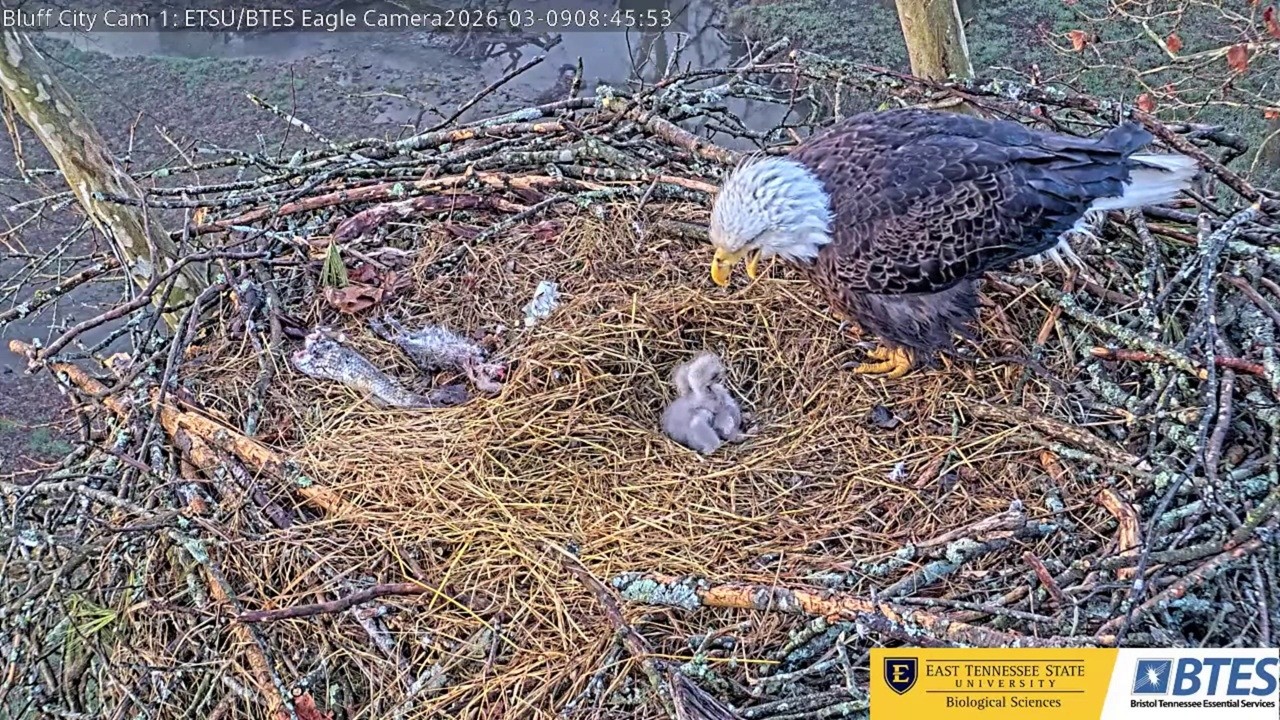 Mom: Stop bonk! -- Bluff City Cam 2026 03 09