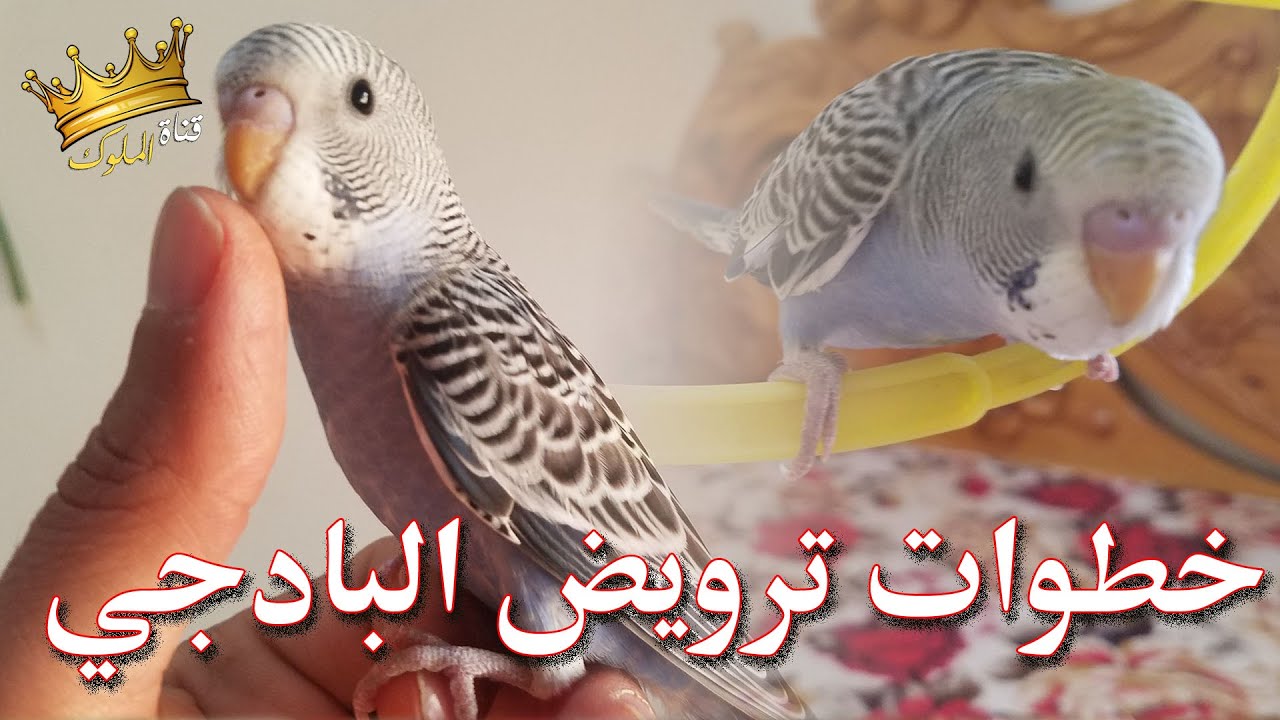 خطوات ترويض البادجي الصغير في المنزل بسهولة