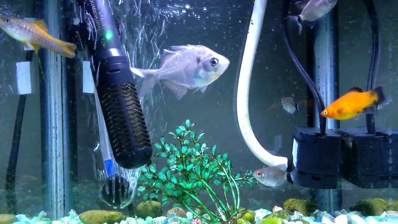 Fish 8 (with a $ 38 camera)