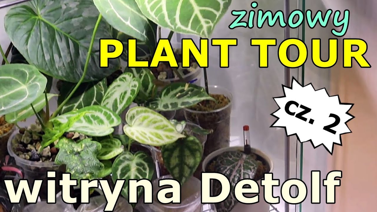Witryna Detolf - PLANT TOUR cz. 2 - zimowa aktualizacja * pozmieniało się