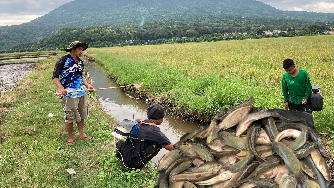 CATCHING NATIVE FISH IN THE RICE FIELD BY ELECTRICAL FISHING | BINOY TV