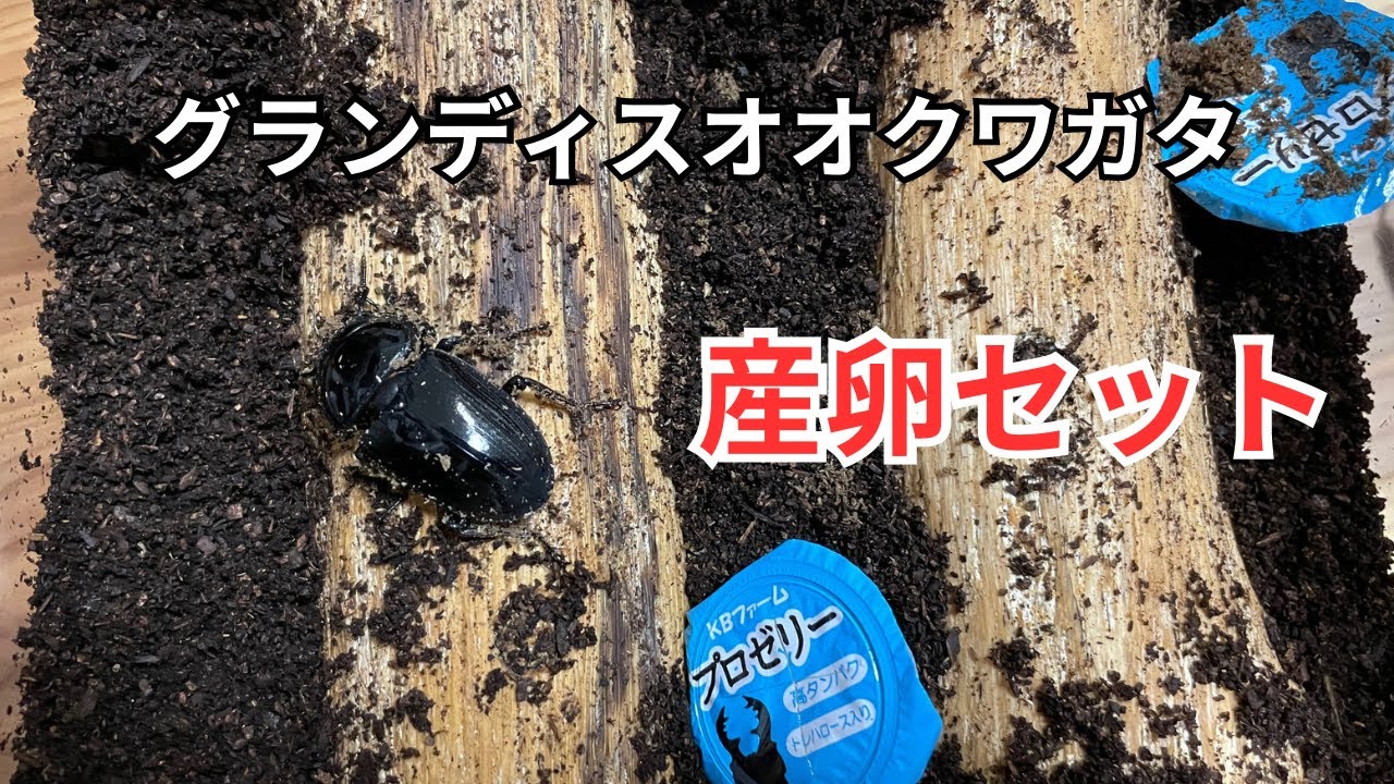 グランディスオオクワガタ　産卵セット組み方