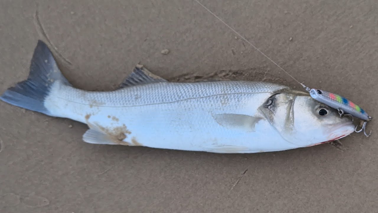 מגוון דגים של סוף הקיץ. few kinds of Fish, end of the summer