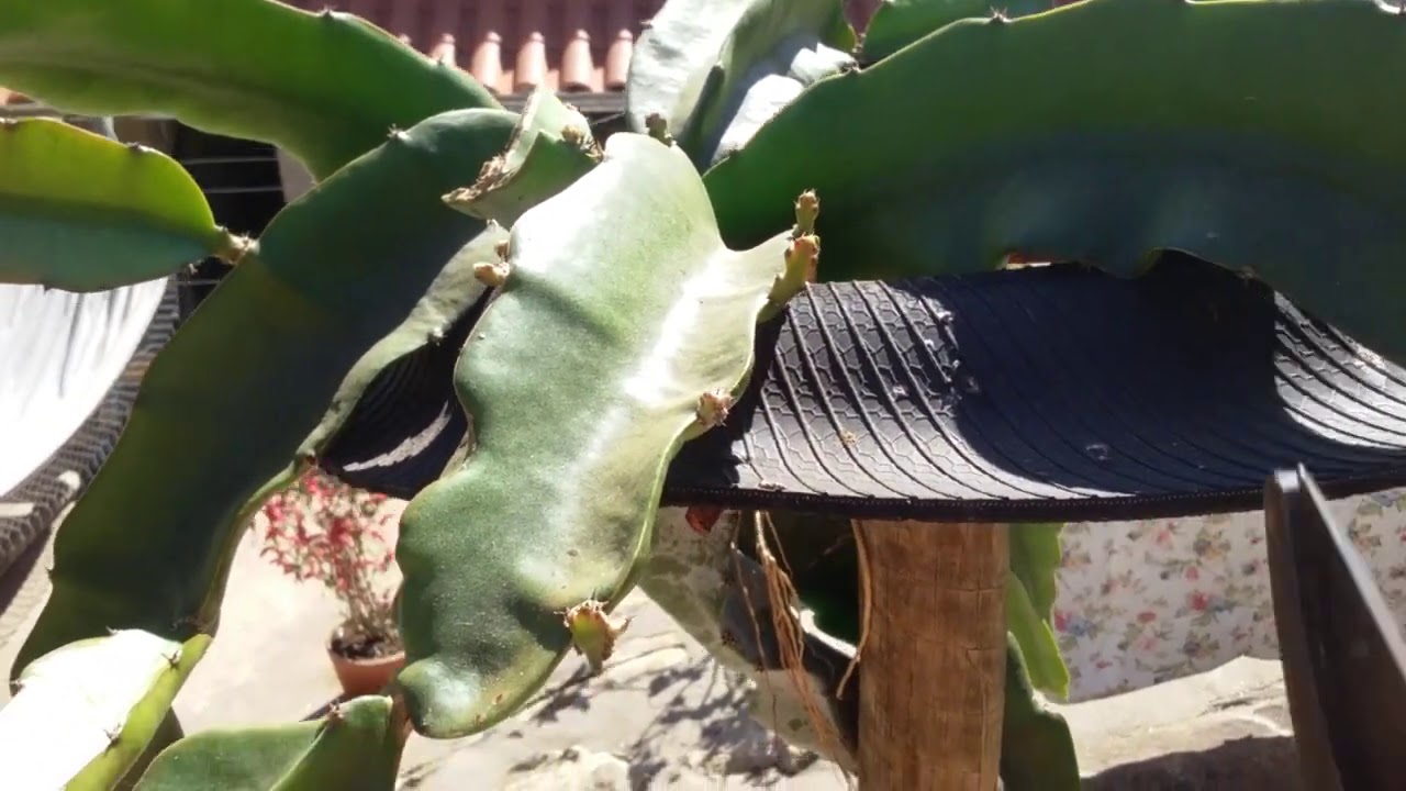 Como Plantar Pitaia em Vaso de Pneu (Detalhes de Poda de Formação da Copa)