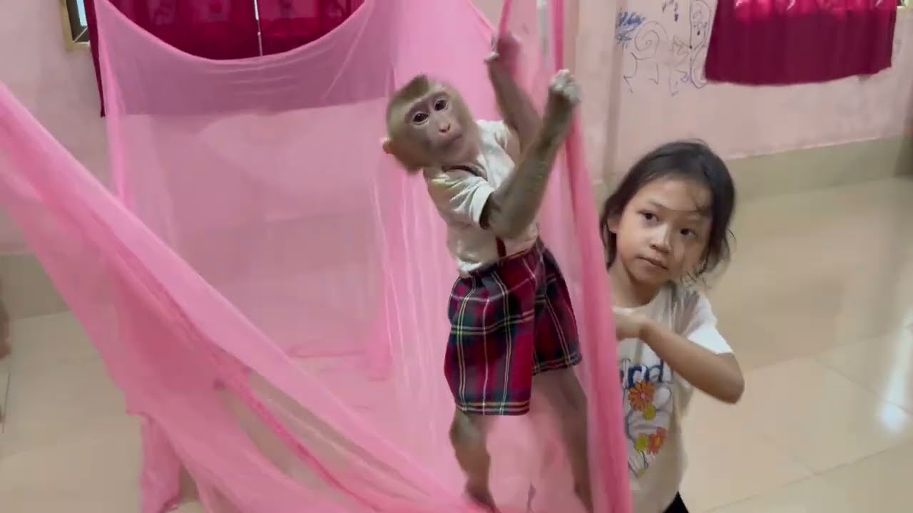 Monkey Jasmine relaxing by her funni activities