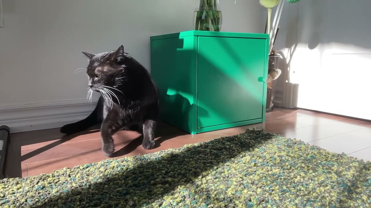CatCam: Wendédé and Timbo 003