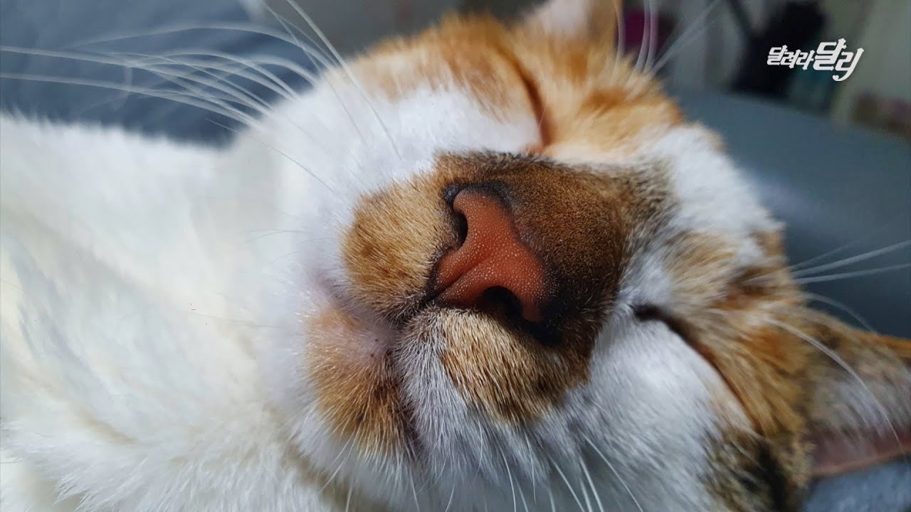 구조 후 가족을 찾지 못하고 있던 길냥이 여름이는...
