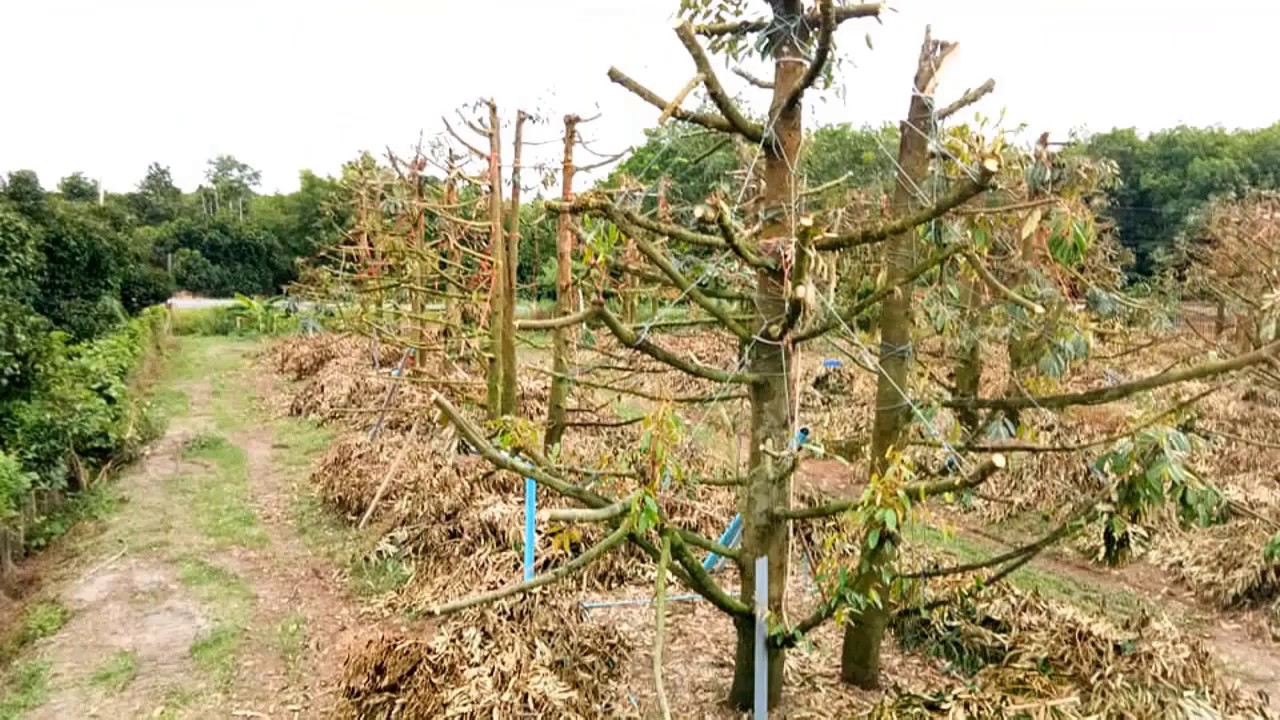 Đã có ai cắt tỉa sầu riêng thế này chưa? - Durian pruning