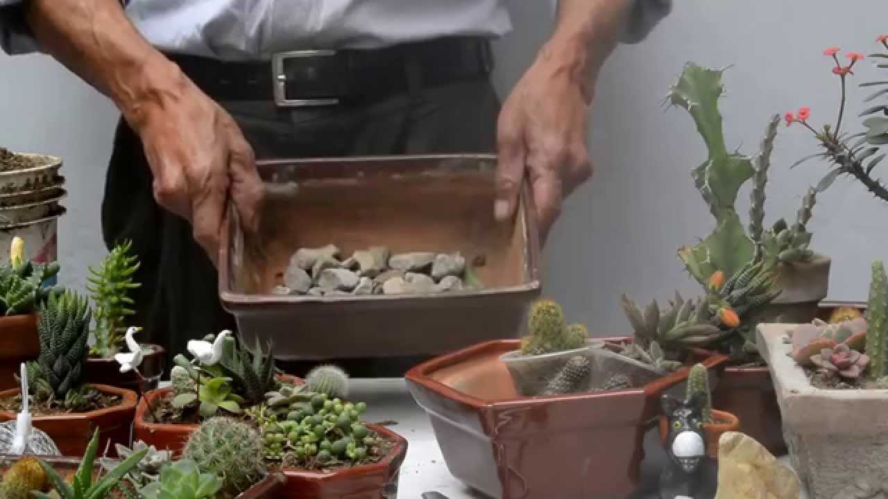 Arreglo de cactus   Parte 1