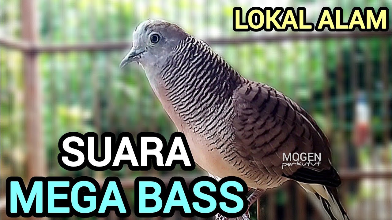 Perkutut Lokal Gacor Suara Mega Bass Super Empuk Bikin Emosional Lawan Naik Nyaut Bunyi Gacor 