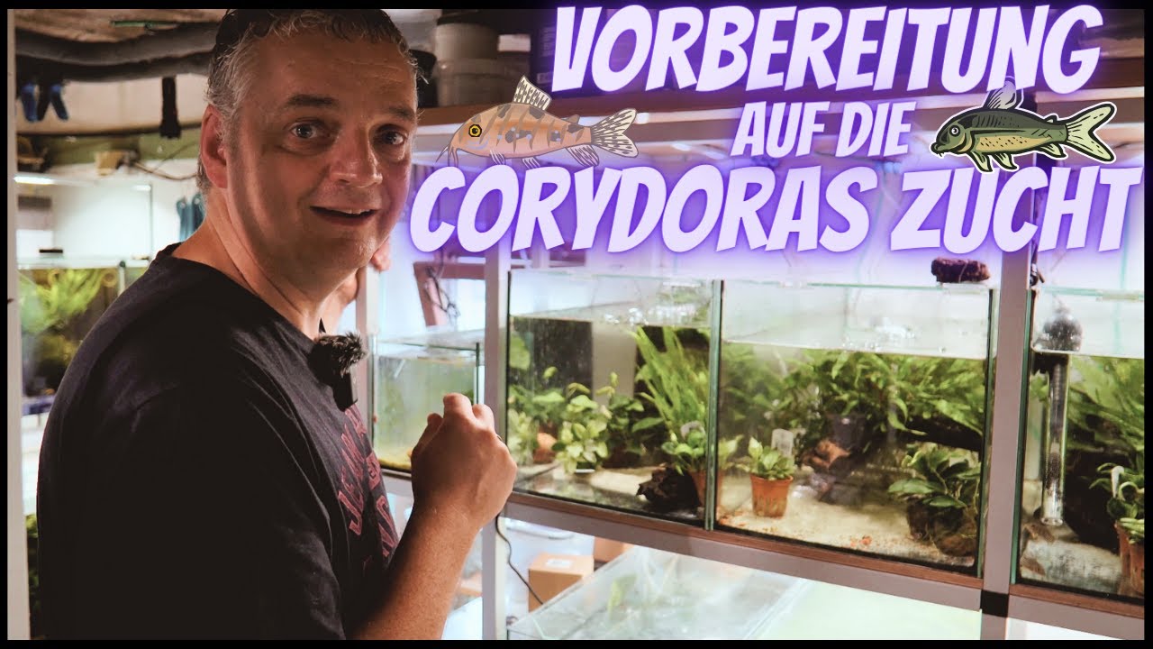 Vorbereitung auf CORYDORAS PANZERWELS ZUCHT in Christian´s Zuchtkeller