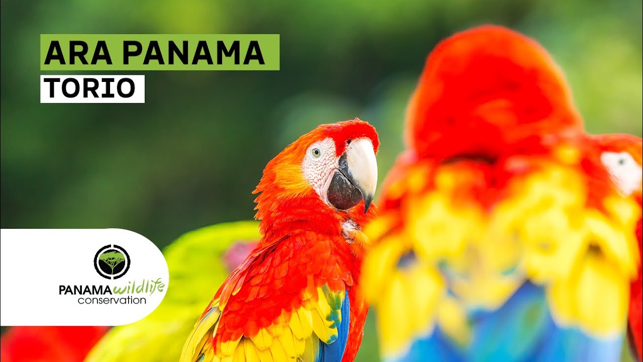 Ara Panamá Reforestación Torio 2025