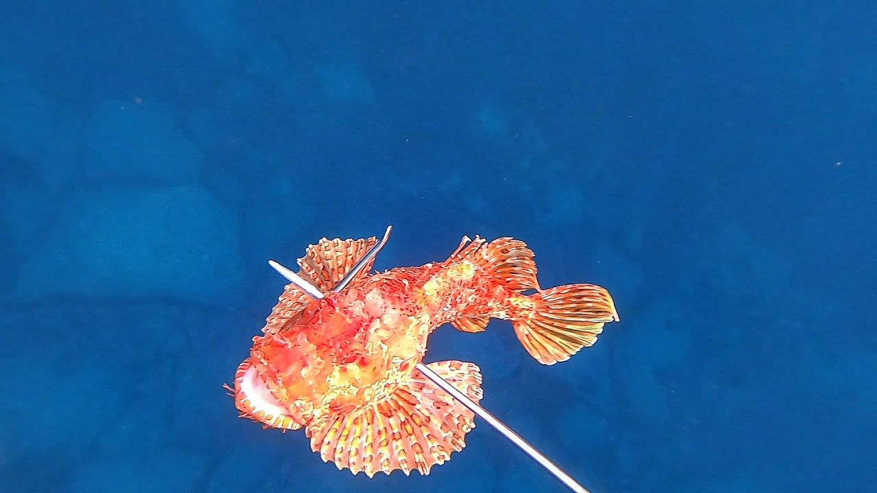 Pescasub: RAZZOLANDO nel medio e basso fondale