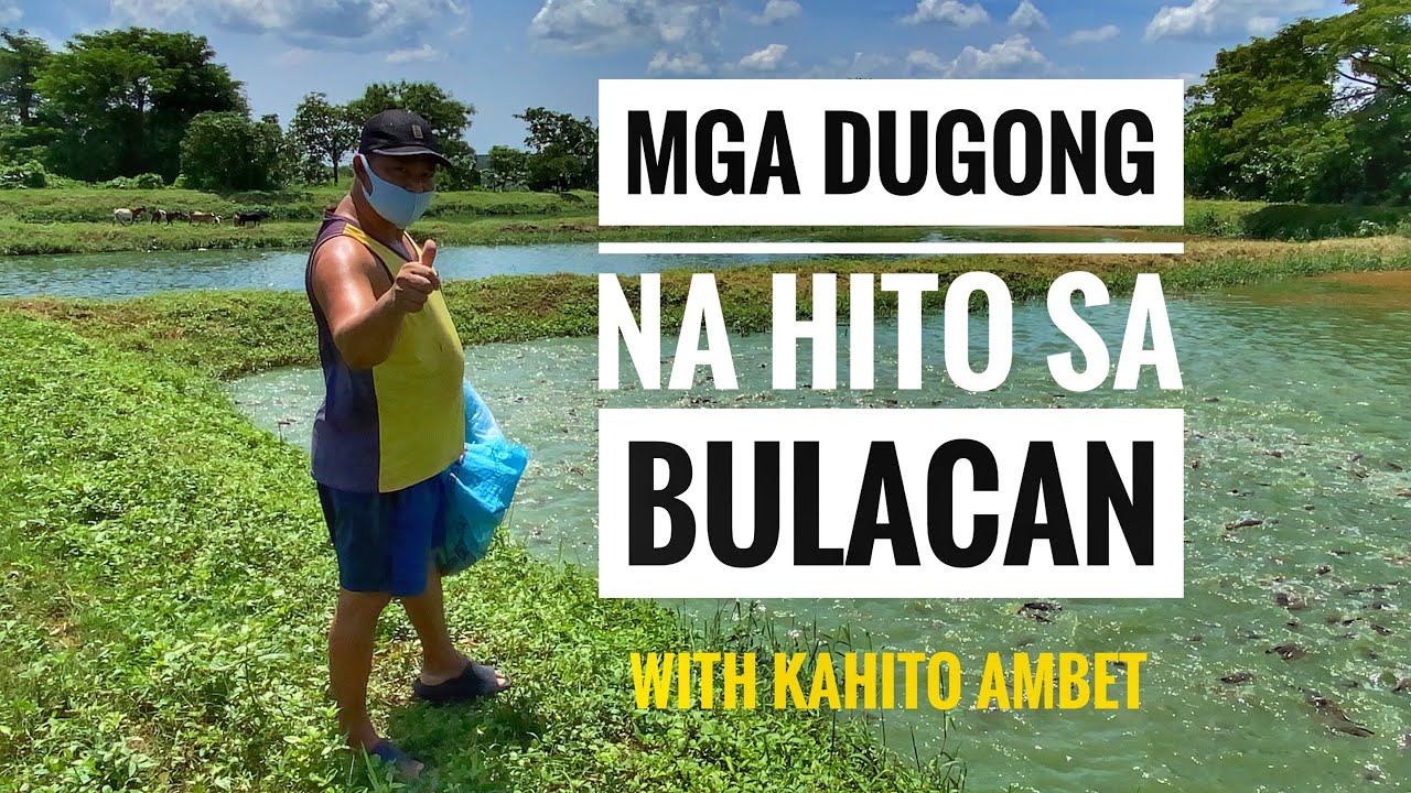 Mga Dugong na Hito sa Bulacan