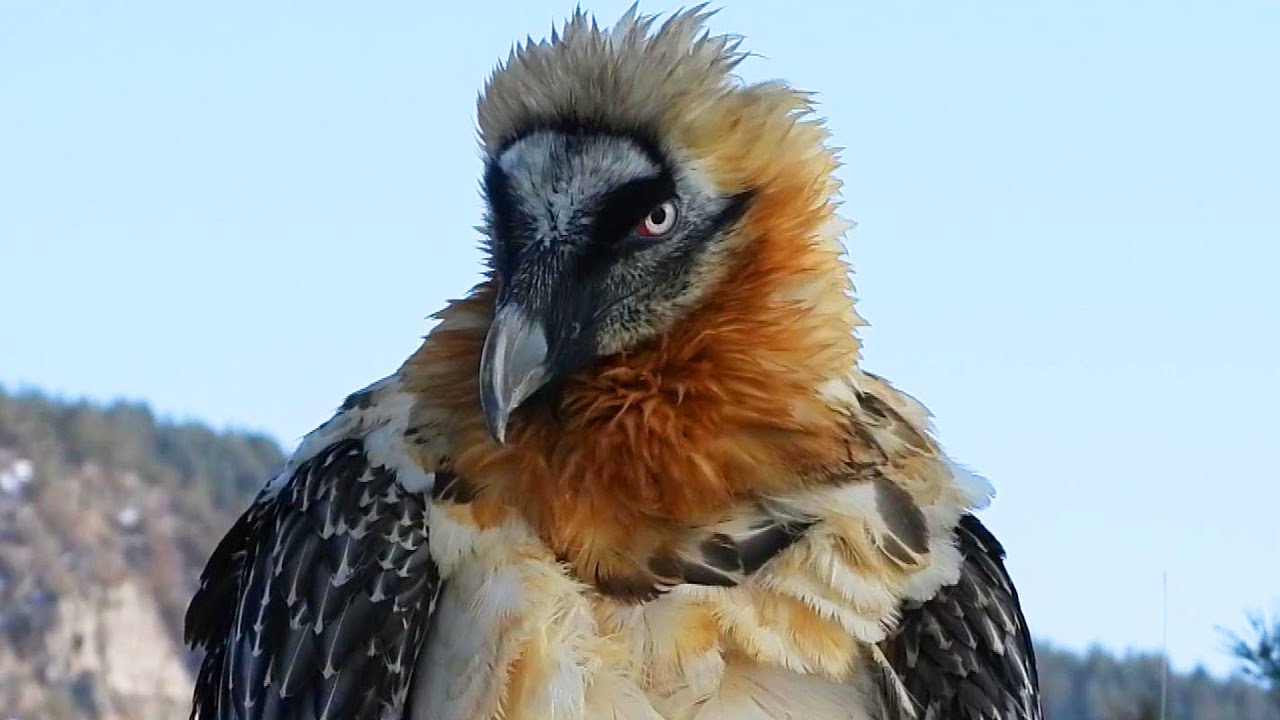 Rare Bearded Vulture Nursed Back to Health by Rescuers