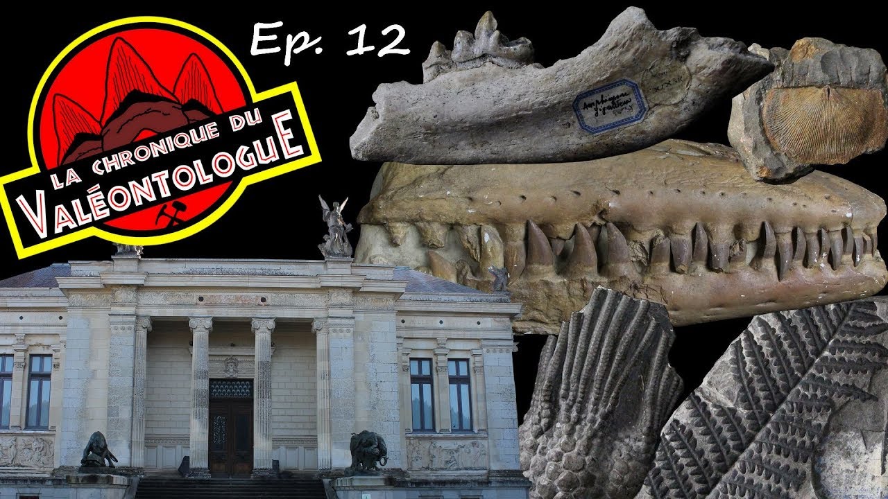 LCDV 12 - Les statuts des fossiles en muséographie